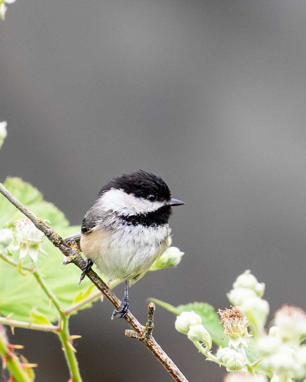 Chickadee perched on a mossy branch