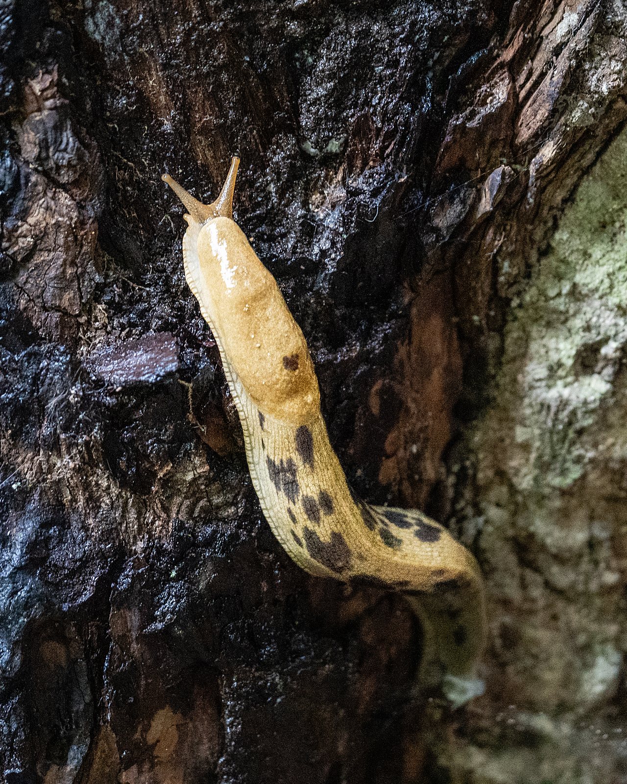 Banana slug on a fir trunk