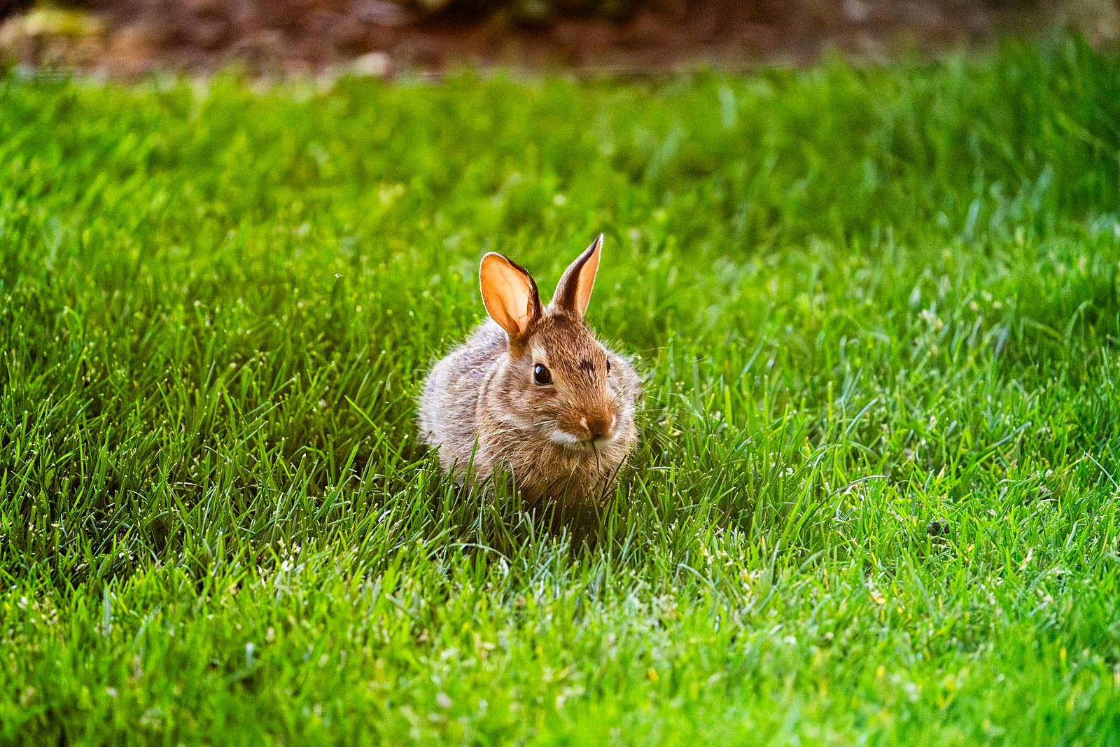 Rabbit in the grass at dusk