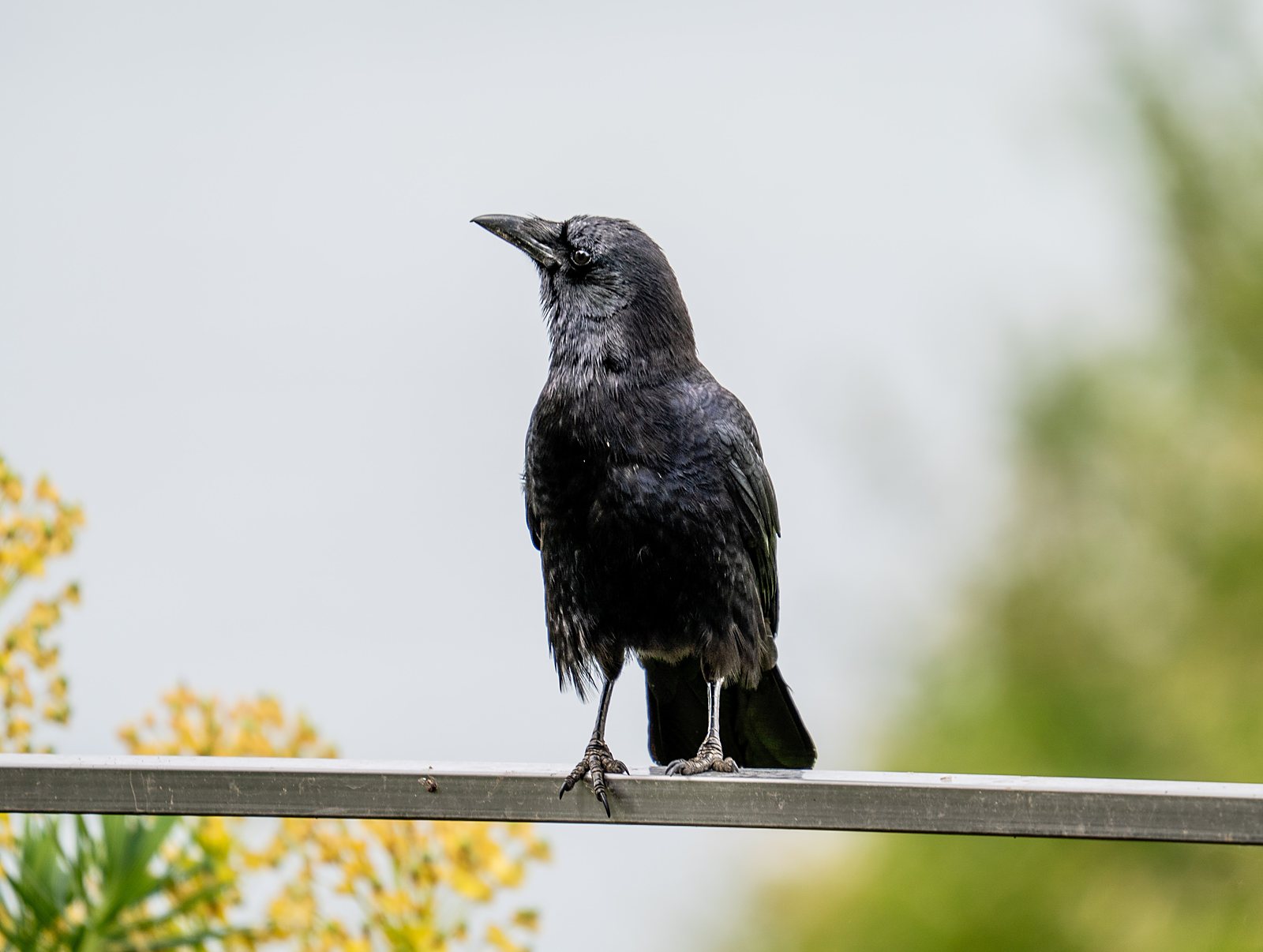 Starling portrait