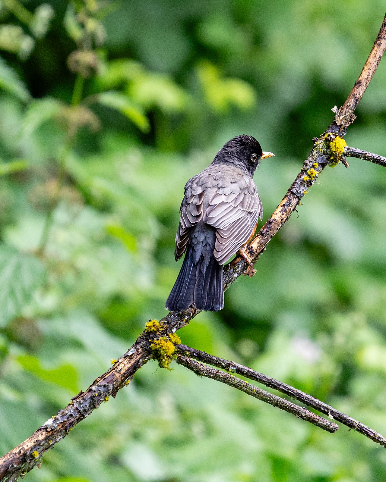 Hawk perched on a branch