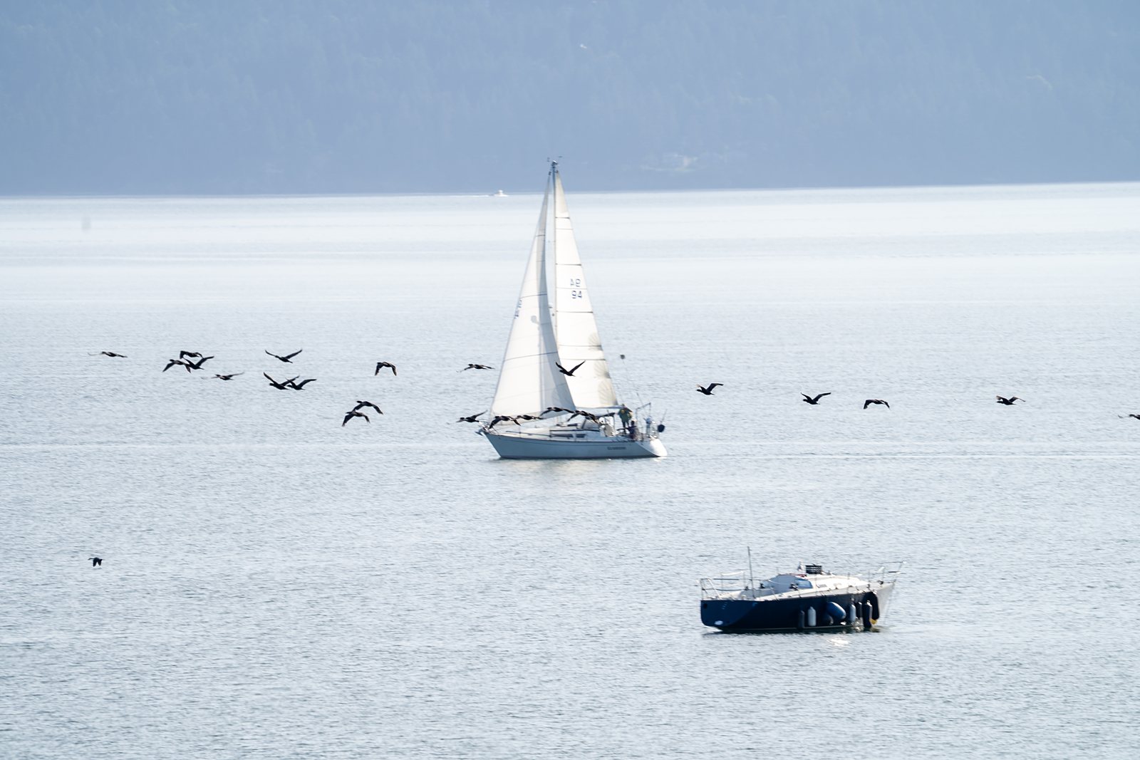 Sailboats on the bay