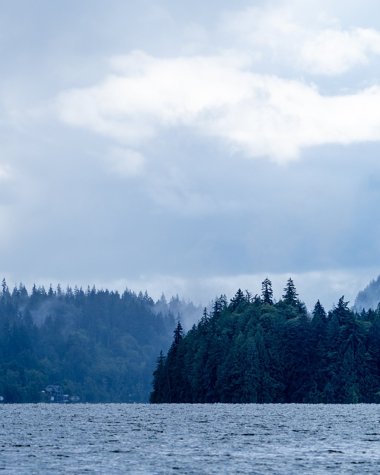 Misty forest shoreline